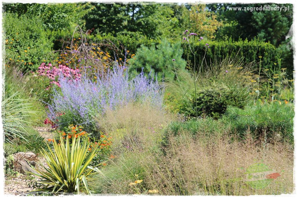 Byliny o ozdobnych liściach 64 Byliny o ozdobnych liściach 64