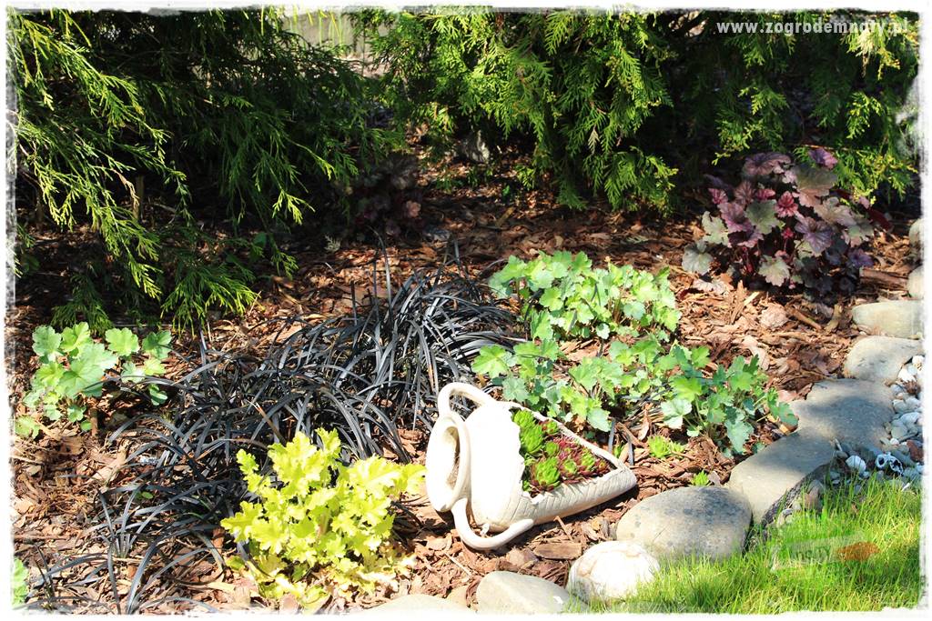 Byliny o ozdobnych liściach 65 Byliny o ozdobnych liściach 65