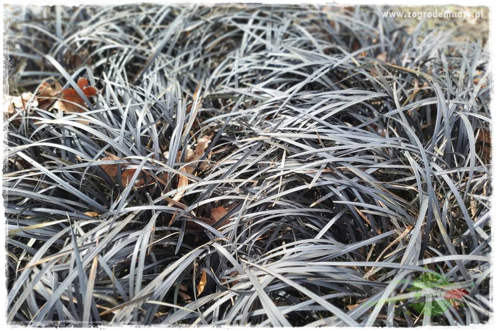 Byliny o ozdobnych liściach 66 Byliny o ozdobnych liściach 66