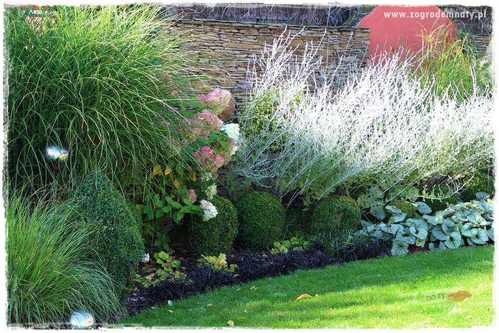 Byliny o ozdobnych liściach 68 Byliny o ozdobnych liściach 68