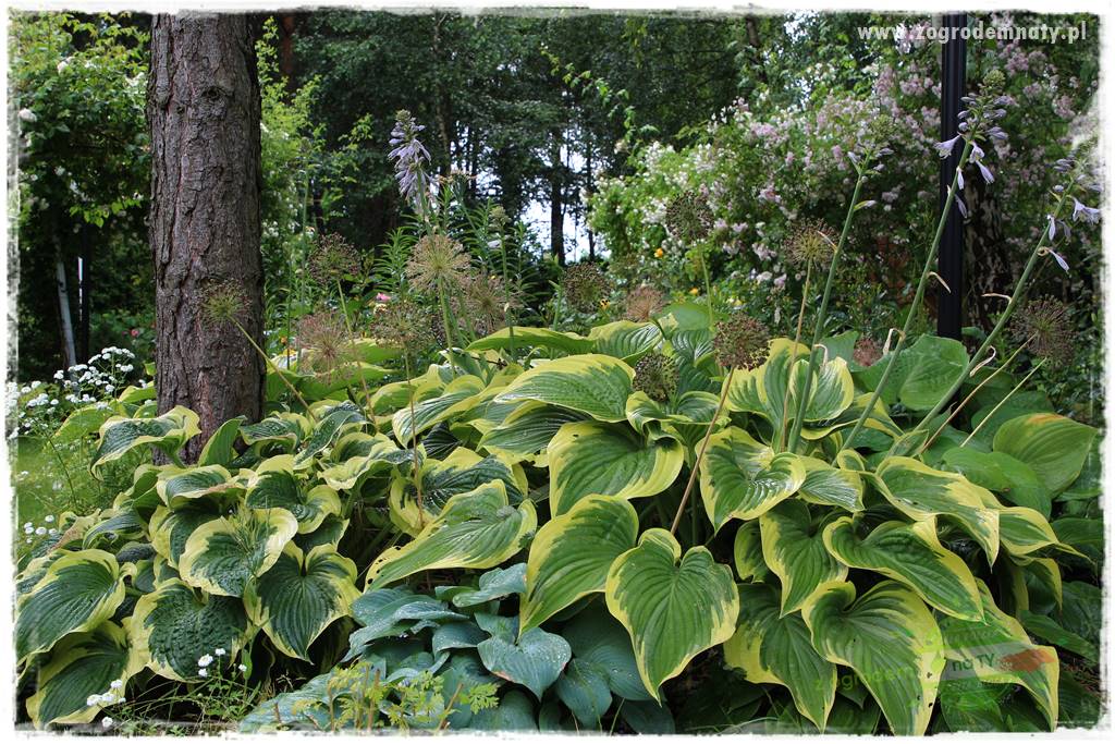 Byliny o ozdobnych liściach 7 Byliny o ozdobnych liściach 7