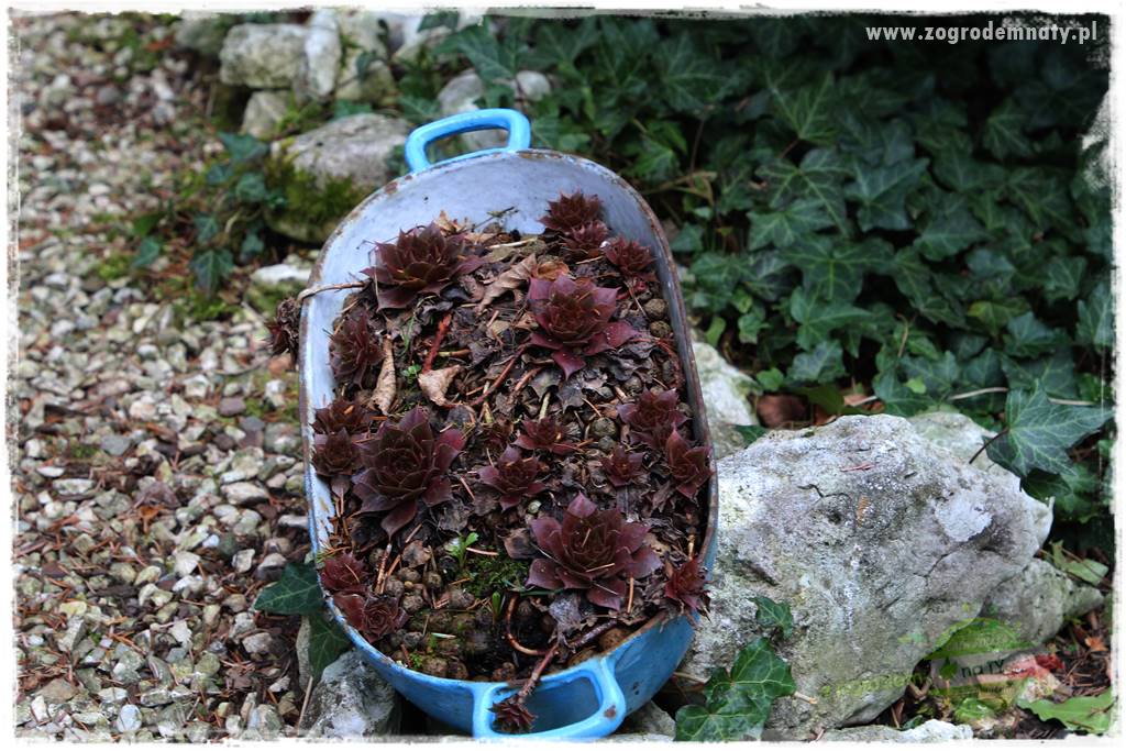 Byliny o ozdobnych liściach 70 Byliny o ozdobnych liściach 70