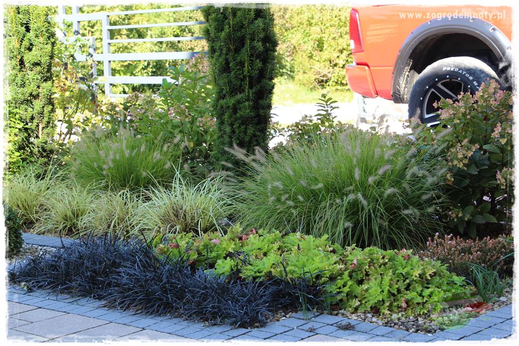 Byliny o ozdobnych liściach 71 Byliny o ozdobnych liściach 71