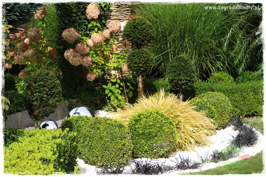 Byliny o ozdobnych liściach 72 Byliny o ozdobnych liściach 72