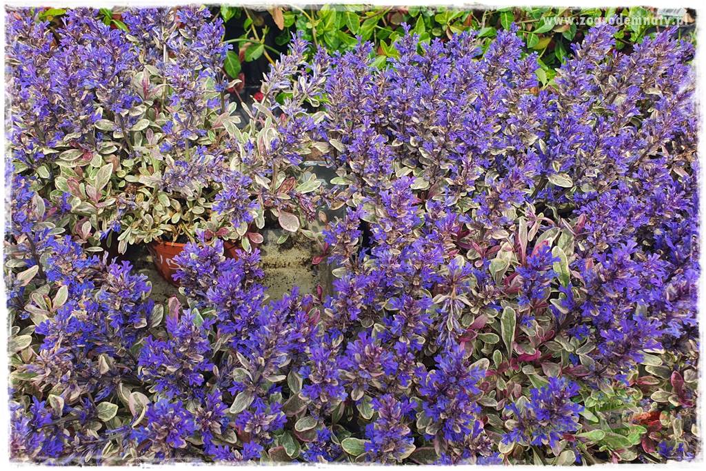 Byliny o ozdobnych liściach 73 Byliny o ozdobnych liściach 73