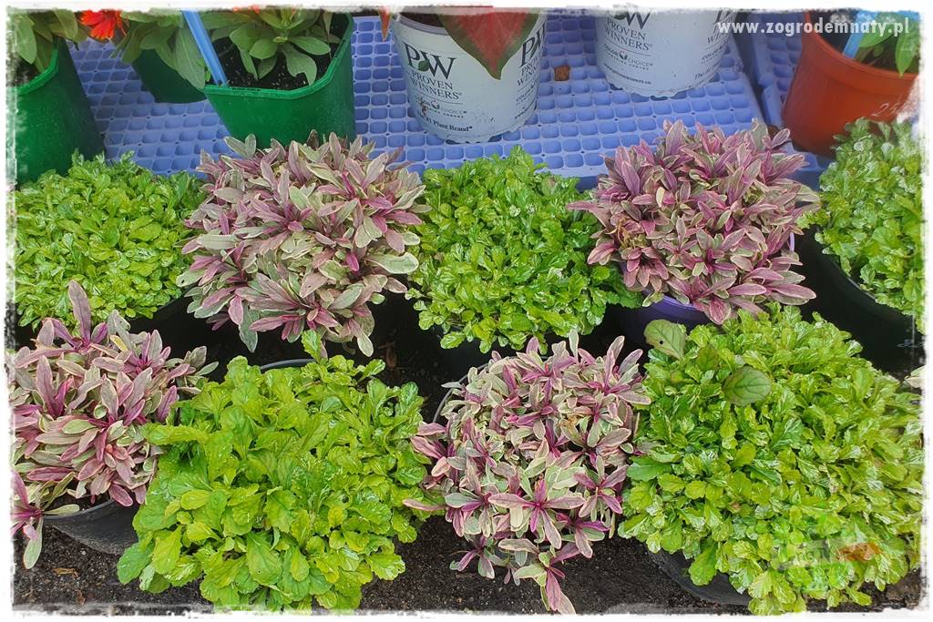 Byliny o ozdobnych liściach 74 Byliny o ozdobnych liściach 74