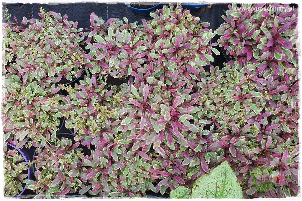 Byliny o ozdobnych liściach 75 Byliny o ozdobnych liściach 75