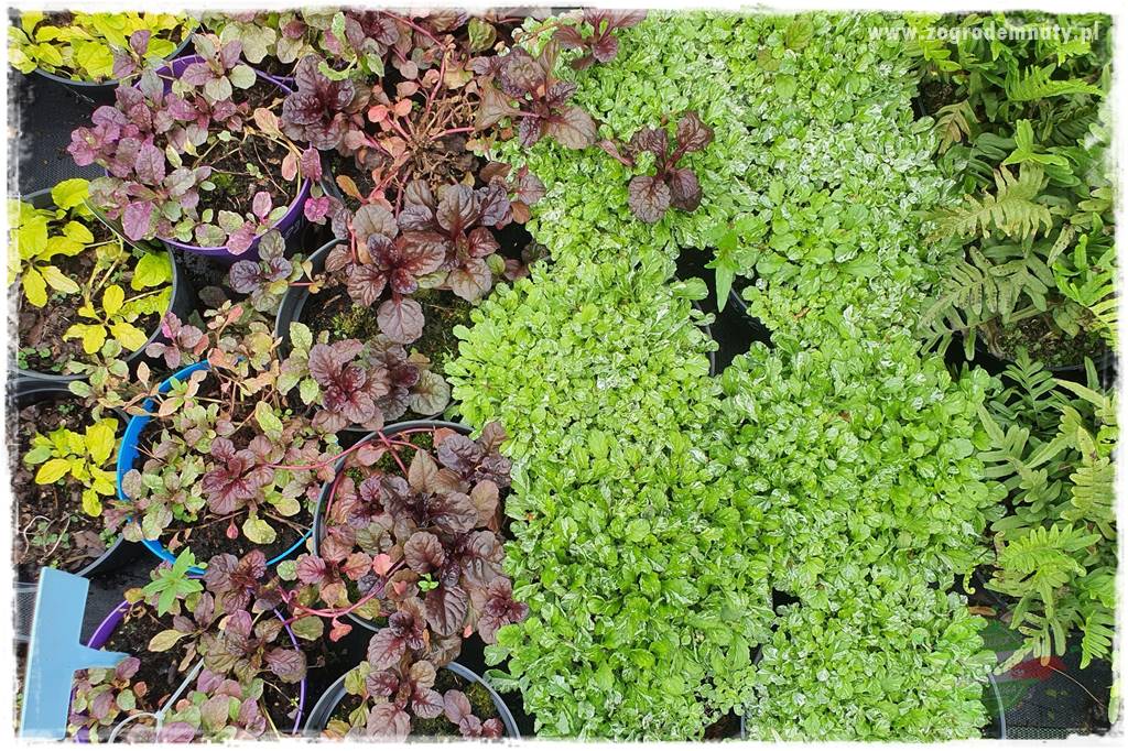 Byliny o ozdobnych liściach 76 Byliny o ozdobnych liściach 76