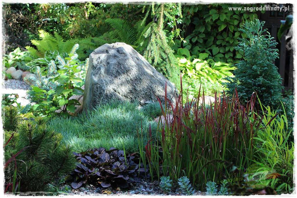 Byliny o ozdobnych liściach 77 Byliny o ozdobnych liściach 77