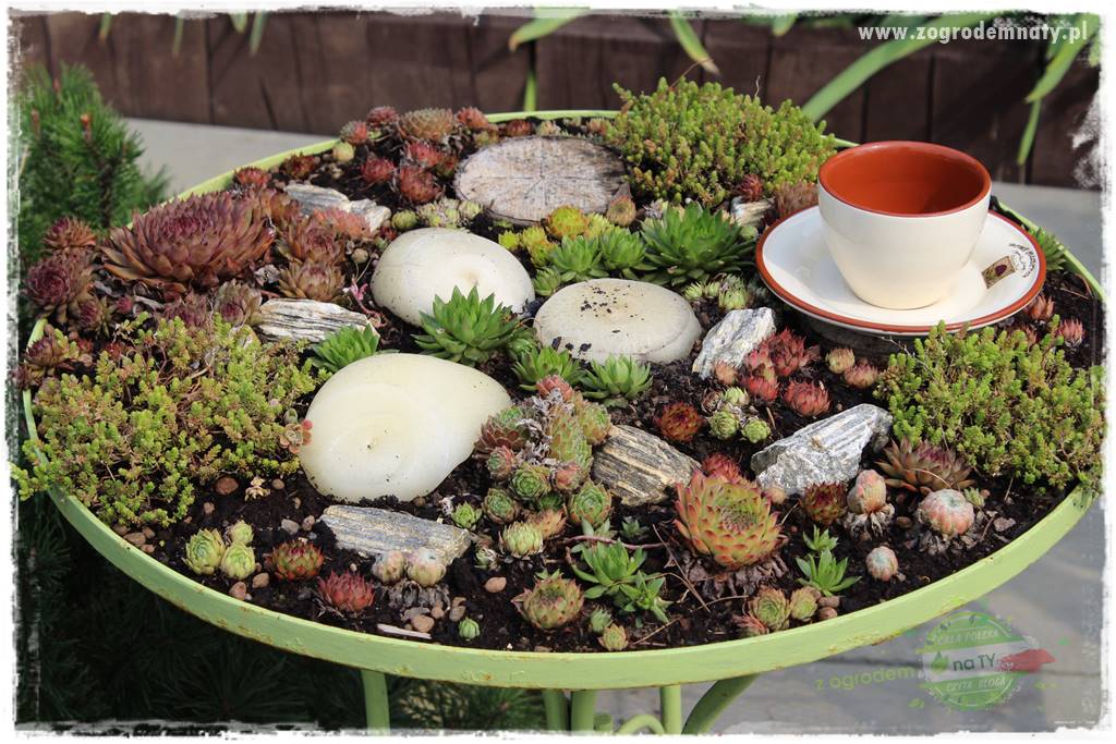 Byliny o ozdobnych liściach 78 Byliny o ozdobnych liściach 78