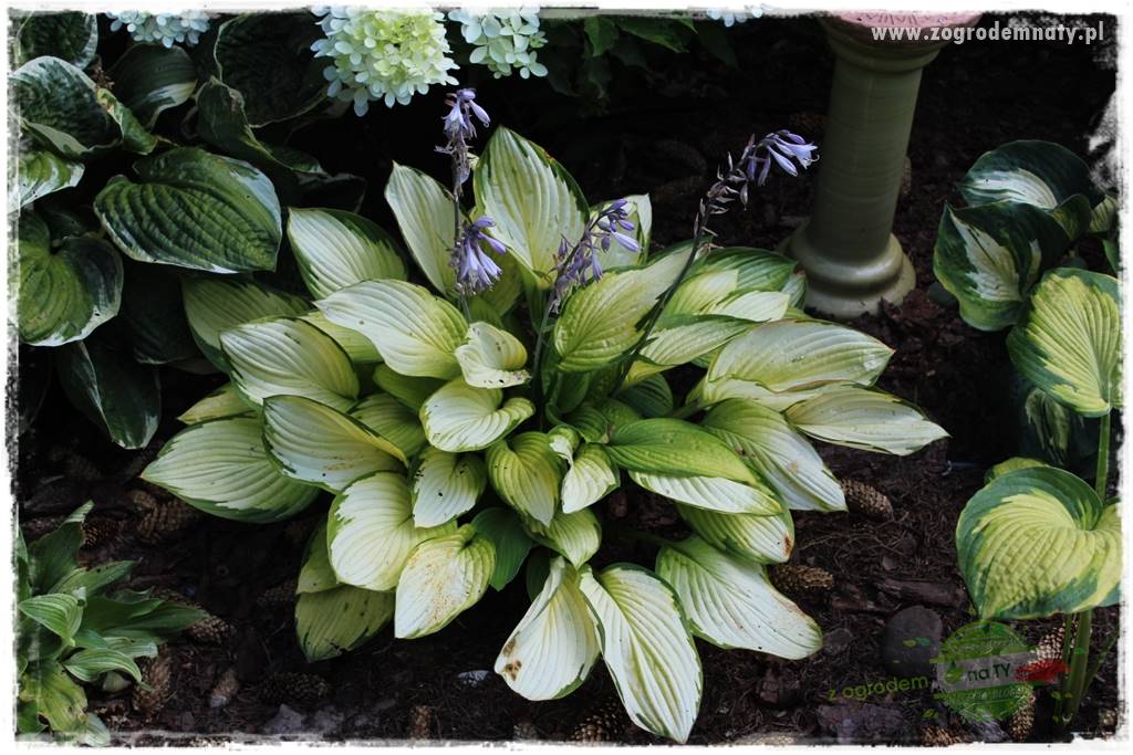 Byliny o ozdobnych liściach 8 Byliny o ozdobnych liściach 8