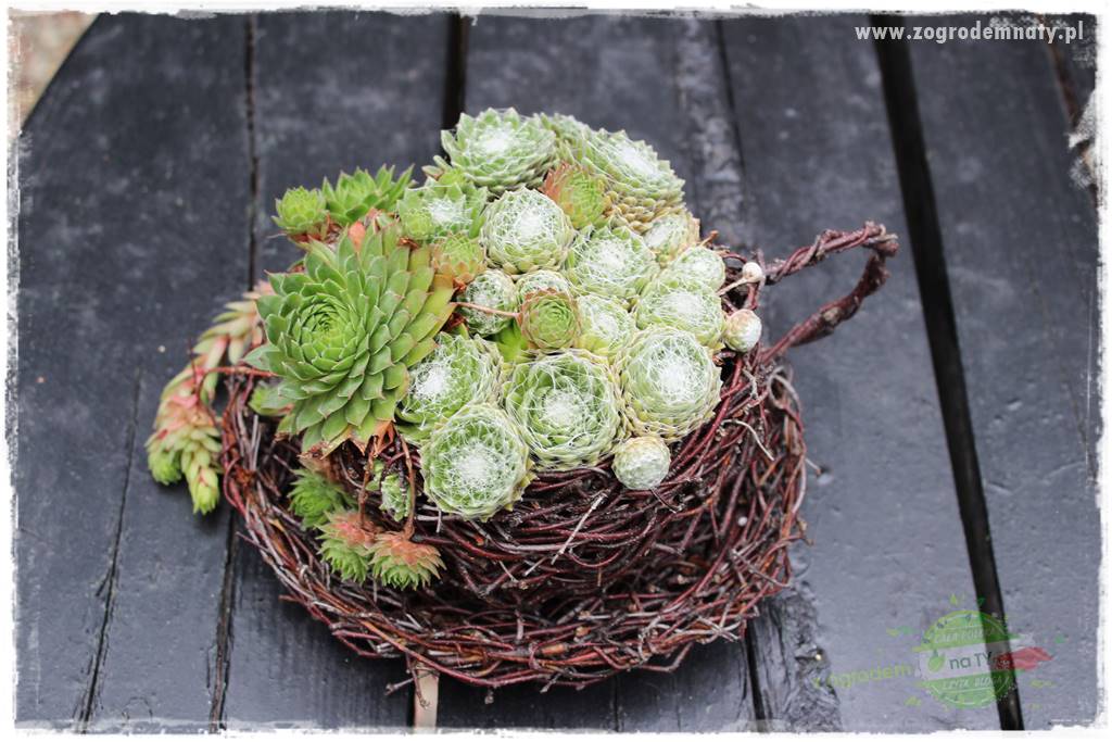 Byliny o ozdobnych liściach 83 Byliny o ozdobnych liściach 83