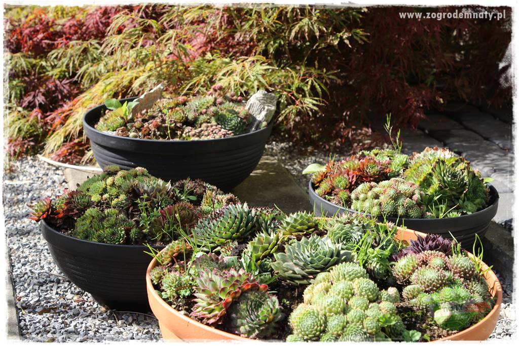 Byliny o ozdobnych liściach 84 Byliny o ozdobnych liściach 84