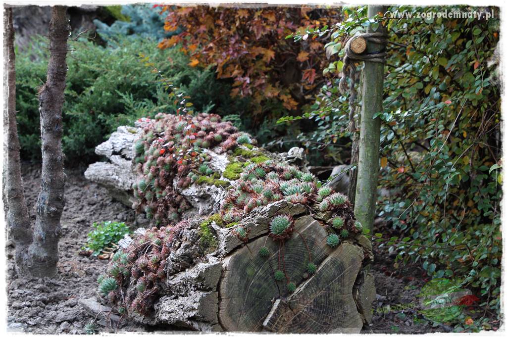 Byliny o ozdobnych liściach 85 Byliny o ozdobnych liściach 85