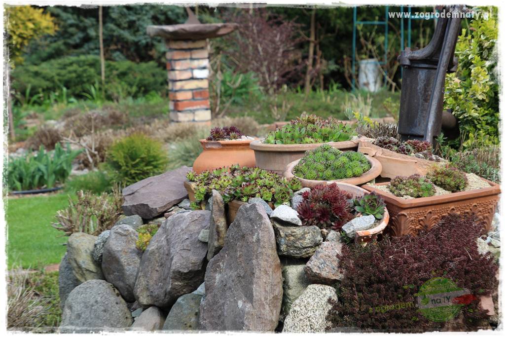 Byliny o ozdobnych liściach 86 Byliny o ozdobnych liściach 86