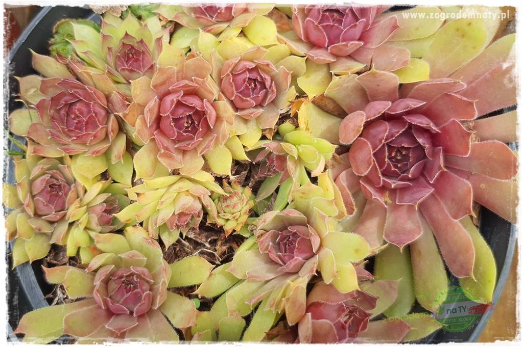 Byliny o ozdobnych liściach 87 Byliny o ozdobnych liściach 87