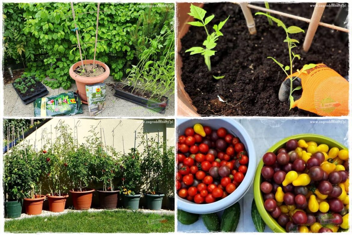 Ekologiczne sadzenie pomidorów 0