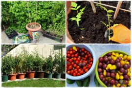 Ekologiczne sadzenie pomidorów 0