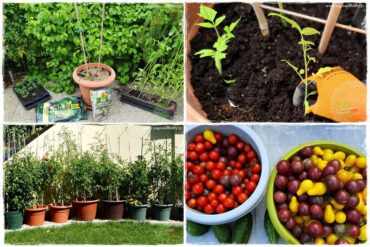 Ekologiczne sadzenie pomidorów 0