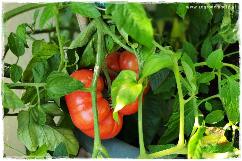Ekologiczne sadzenie pomidorów 1 Ekologiczne sadzenie pomidorów 1