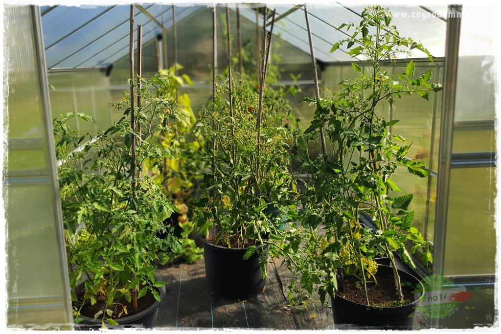 Ekologiczne sadzenie pomidorów 10