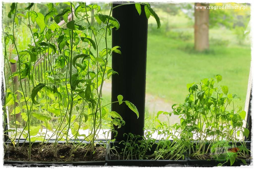 Ekologiczne sadzenie pomidorów 11 Ekologiczne sadzenie pomidorów 11