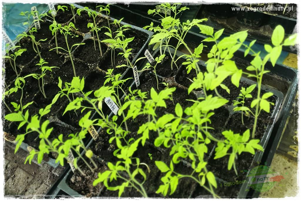 Ekologiczne sadzenie pomidorów 12 Ekologiczne sadzenie pomidorów 12