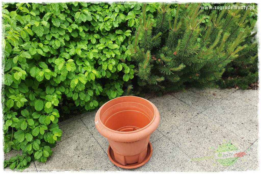 Ekologiczne sadzenie pomidorów 13