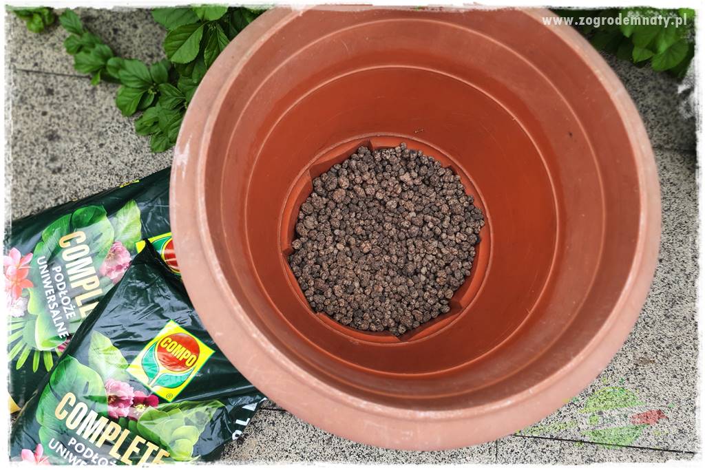 Ekologiczne sadzenie pomidorów 14