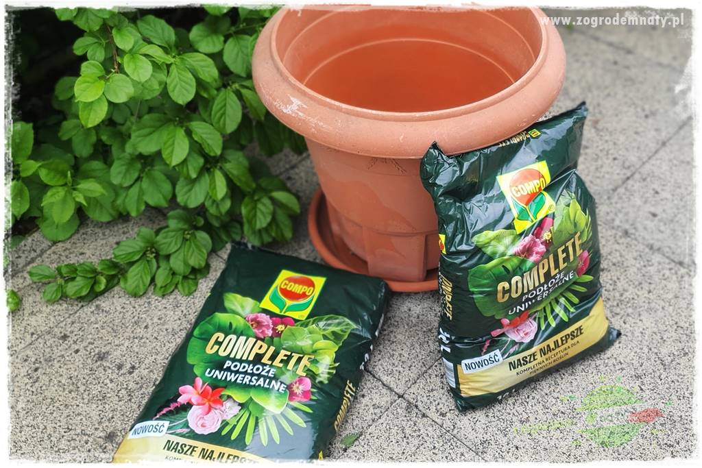 Ekologiczne sadzenie pomidorów 15 Ekologiczne sadzenie pomidorów 15