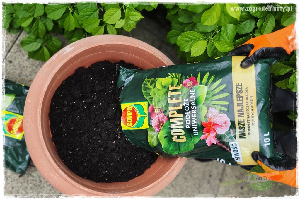 Ekologiczne sadzenie pomidorów 17 Ekologiczne sadzenie pomidorów 17