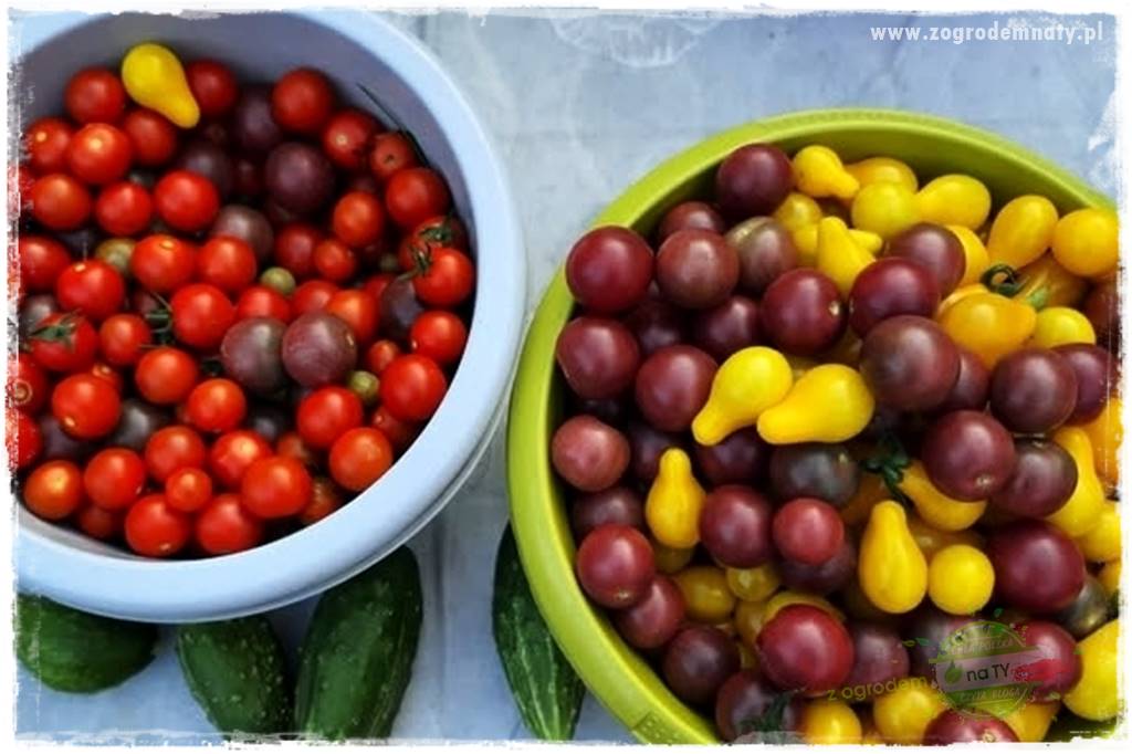 Ekologiczne sadzenie pomidorów 2 Ekologiczne sadzenie pomidorów 2