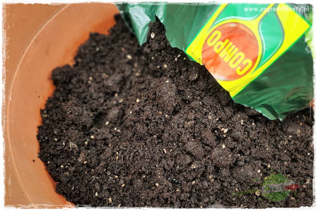 Ekologiczne sadzenie pomidorów 20