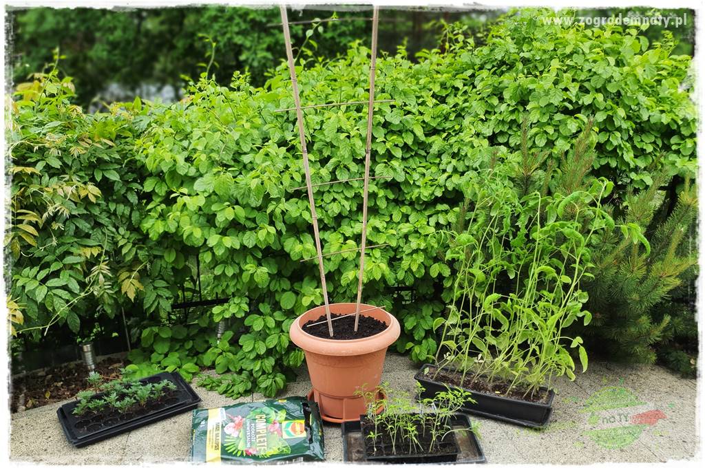 Ekologiczne sadzenie pomidorów 21 Ekologiczne sadzenie pomidorów 21