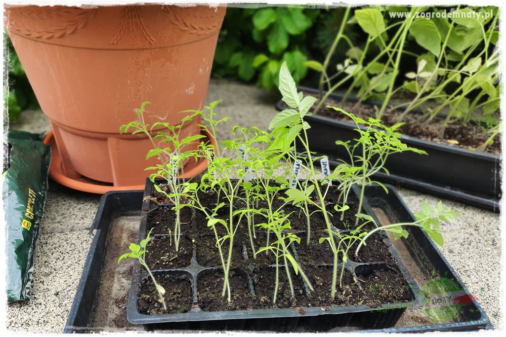 Ekologiczne sadzenie pomidorów 22 Ekologiczne sadzenie pomidorów 22