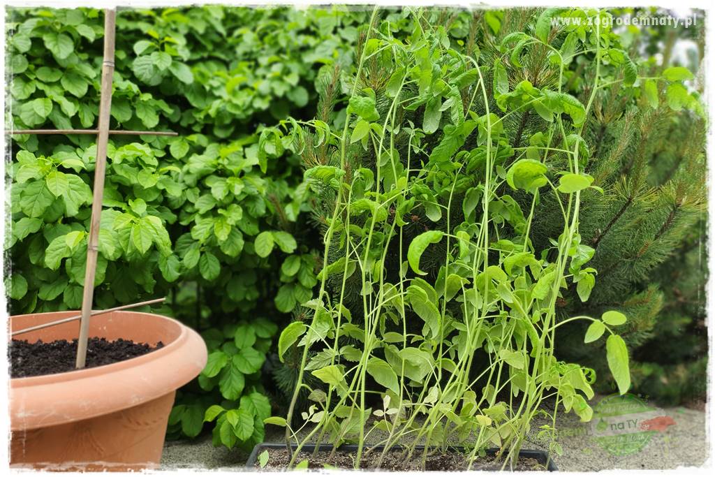 Ekologiczne sadzenie pomidorów 23