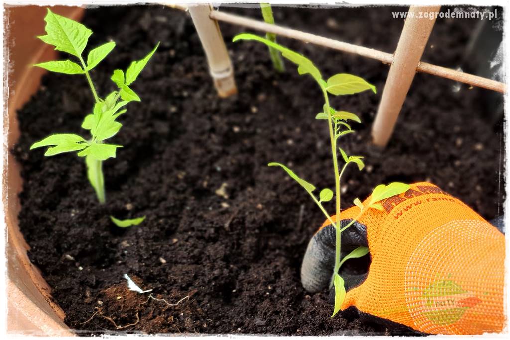 Ekologiczne sadzenie pomidorów 24 Ekologiczne sadzenie pomidorów 24