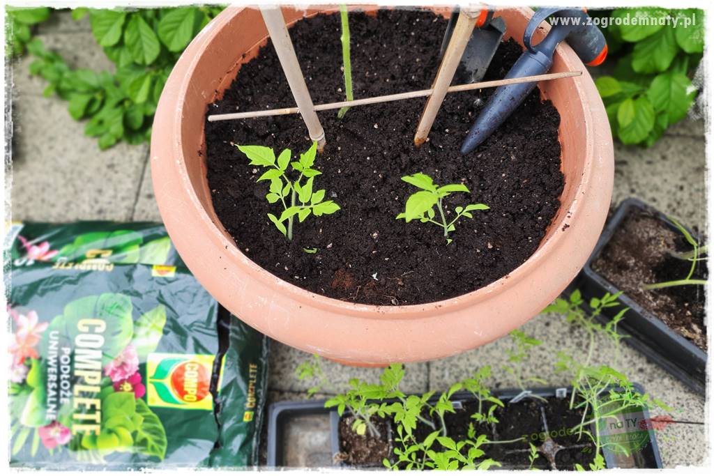 Ekologiczne sadzenie pomidorów 25 Ekologiczne sadzenie pomidorów 25