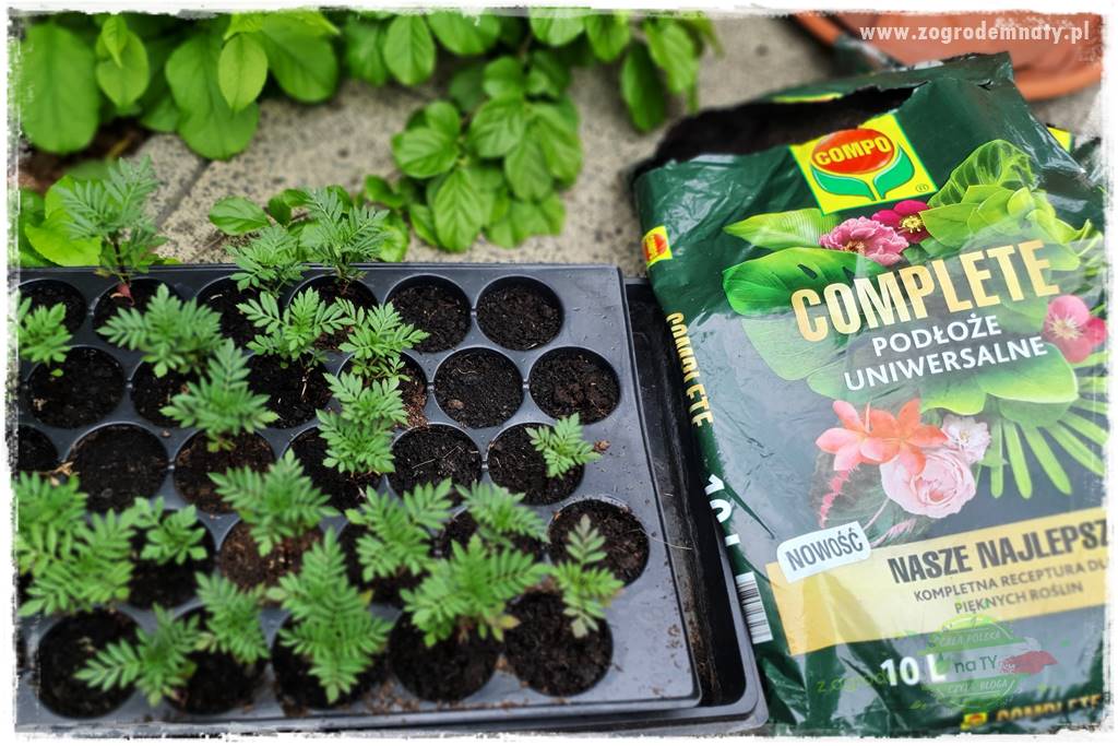 Ekologiczne sadzenie pomidorów 26 Ekologiczne sadzenie pomidorów 26