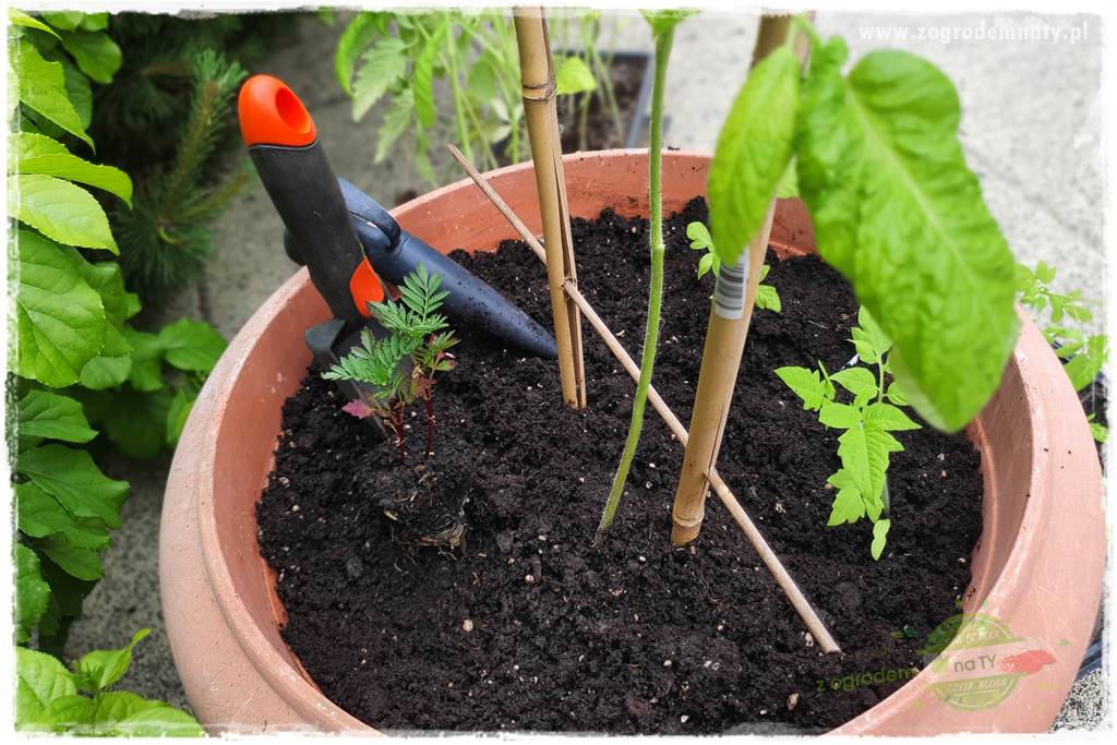 Ekologiczne sadzenie pomidorów 27 Ekologiczne sadzenie pomidorów 27