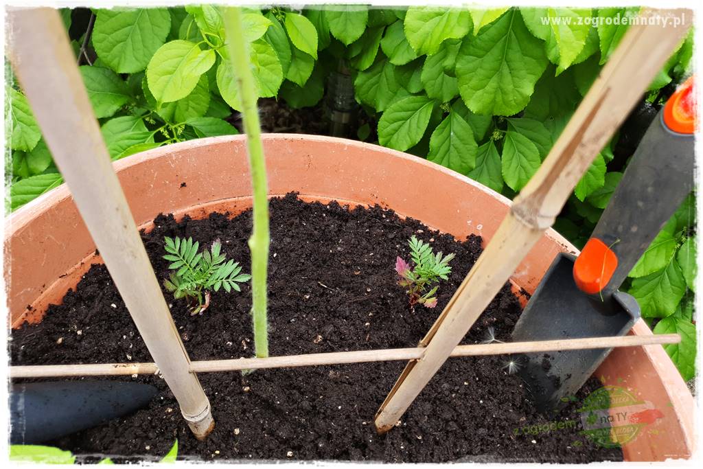 Ekologiczne sadzenie pomidorów 29 Ekologiczne sadzenie pomidorów 29