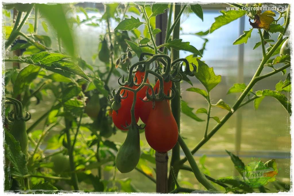 Ekologiczne sadzenie pomidorów 3 Ekologiczne sadzenie pomidorów 3