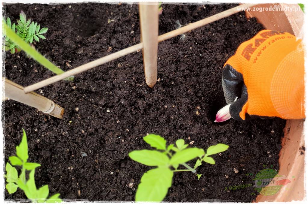 Ekologiczne sadzenie pomidorów 30 Ekologiczne sadzenie pomidorów 30