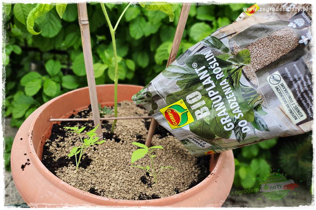 Ekologiczne sadzenie pomidorów 31 Ekologiczne sadzenie pomidorów 31