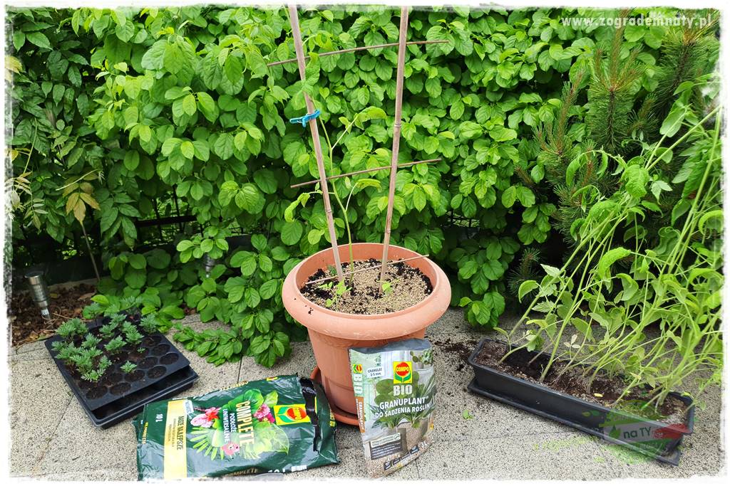 Ekologiczne sadzenie pomidorów 32 Ekologiczne sadzenie pomidorów 32