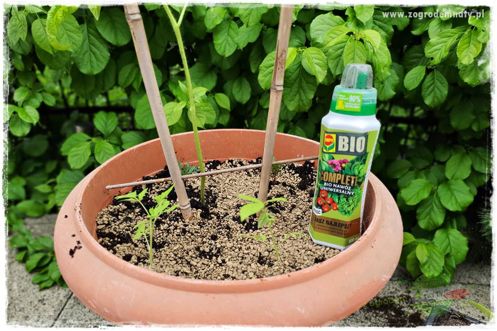 Ekologiczne sadzenie pomidorów 33 Ekologiczne sadzenie pomidorów 33