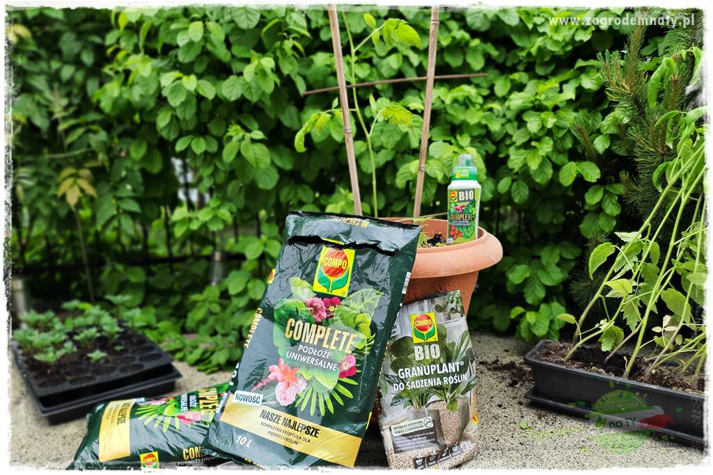 Ekologiczne sadzenie pomidorów 34 Ekologiczne sadzenie pomidorów 34