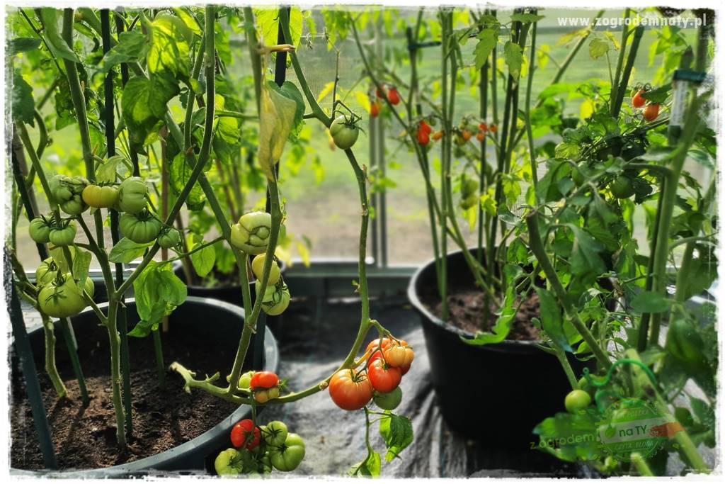 Ekologiczne sadzenie pomidorów 4 Ekologiczne sadzenie pomidorów 4