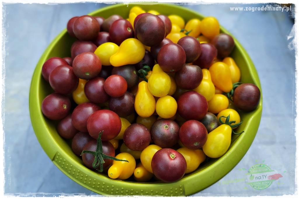 Ekologiczne sadzenie pomidorów 5 Ekologiczne sadzenie pomidorów 5