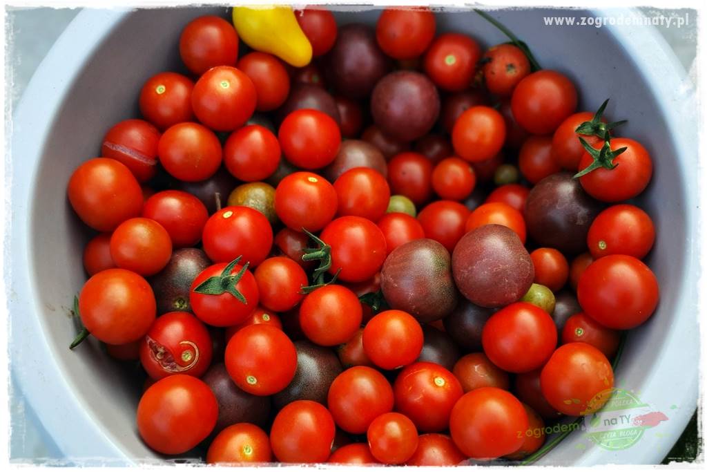 Ekologiczne sadzenie pomidorów 6 Ekologiczne sadzenie pomidorów 6